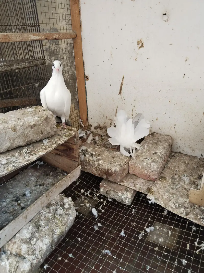 sherazi breeder pair — photo 3
