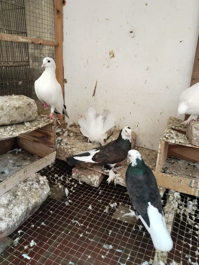 sherazi breeder pair — photo 4