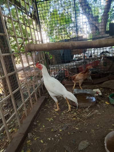 home grown aseel  03325020705
