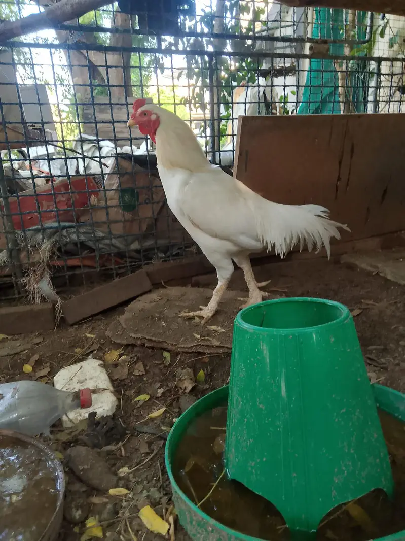 home grown aseel  03325020705 — photo 2