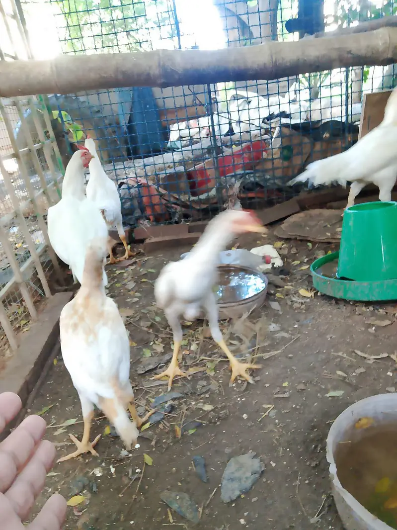 home grown aseel  03325020705 — photo 4