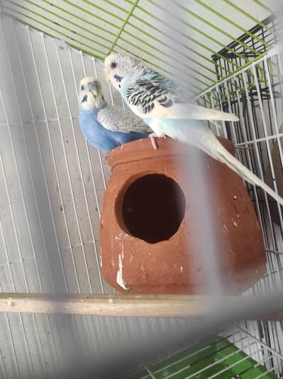 budgies breeder pairs with history