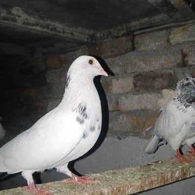 Lakay kabootar pigeons 10 pairs (pigeons) white high quality