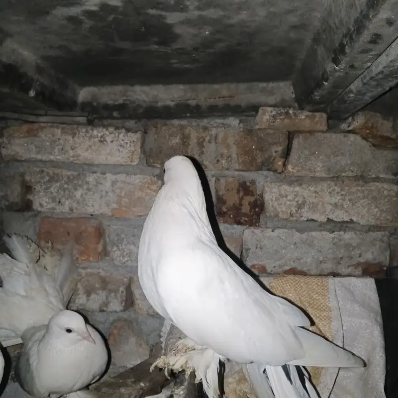 Lakay kabootar pigeons 10 pairs (pigeons) white high quality — photo 2