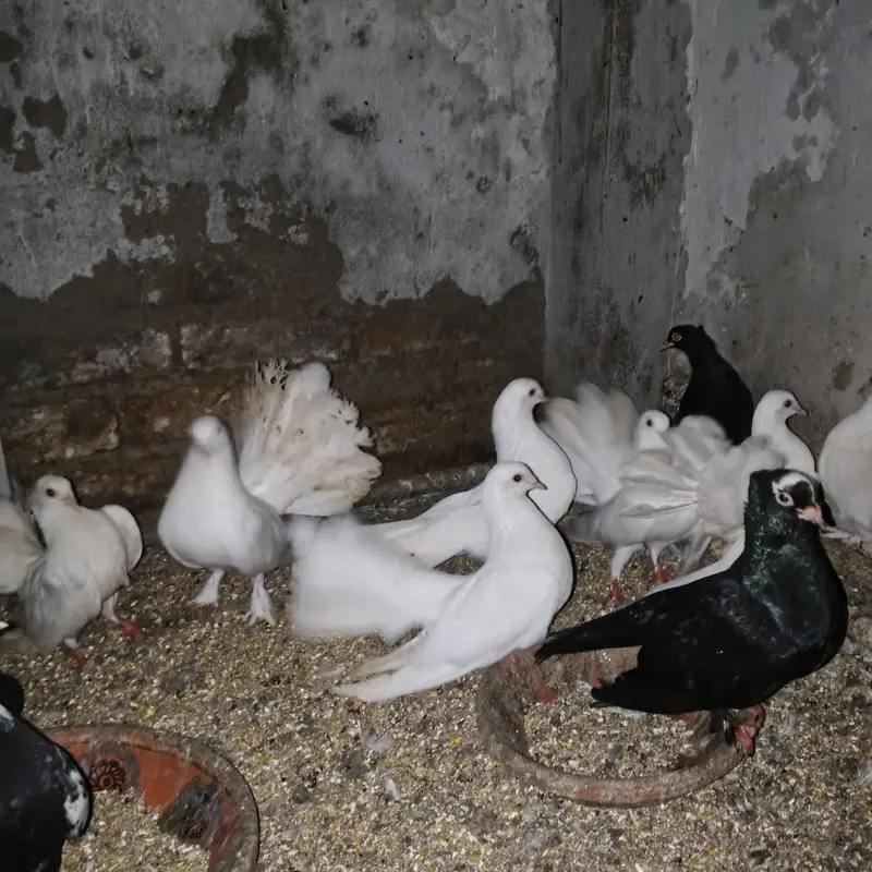 Lakay kabootar pigeons 10 pairs (pigeons) white high quality — photo 3