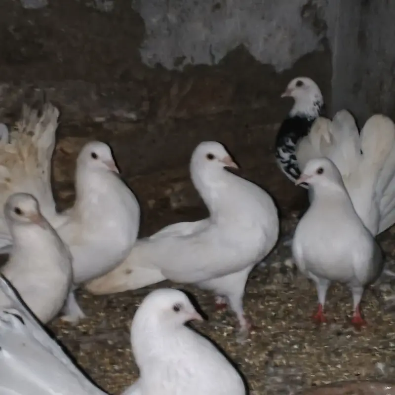 Lakay kabootar pigeons 10 pairs (pigeons) white high quality — photo 4