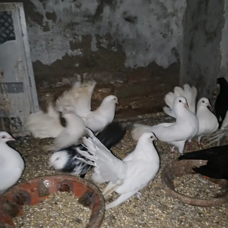 Lakay kabootar pigeons 10 pairs (pigeons) white high quality — photo 5