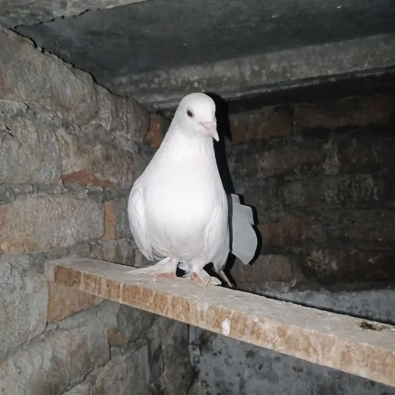 Lakay kabootar pigeons 10 pairs (pigeons) white high quality — photo 6