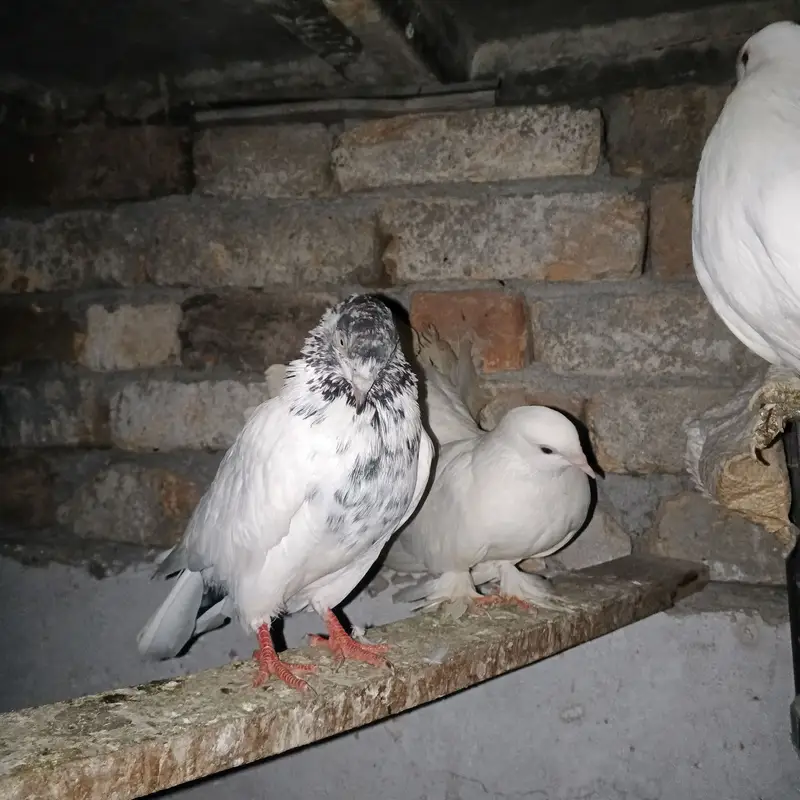 Lakay kabootar pigeons 10 pairs (pigeons) white high quality — photo 7