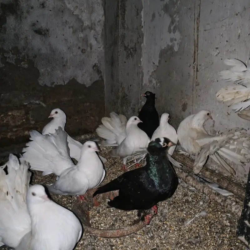 Lakay kabootar pigeons 10 pairs (pigeons) white high quality — photo 8