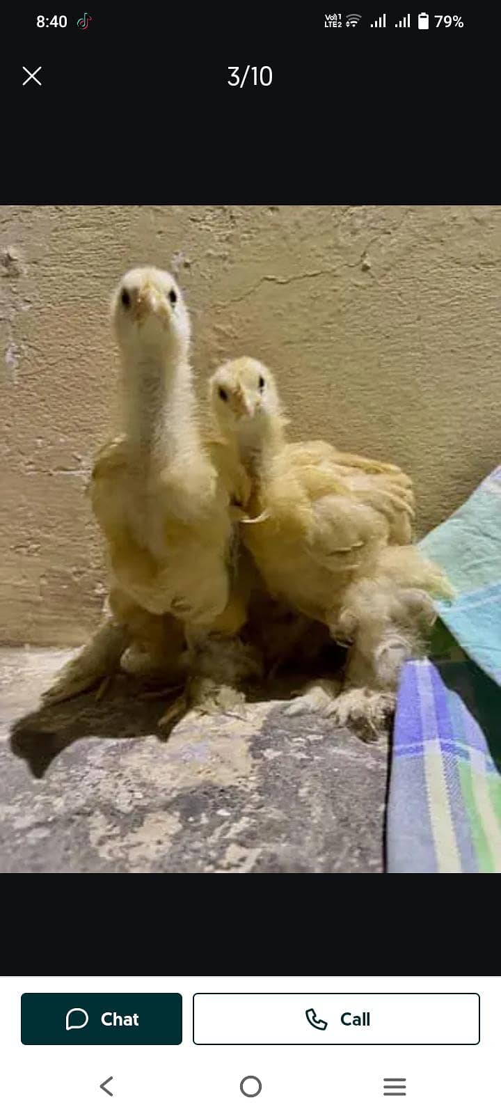 Australorp chiks 1