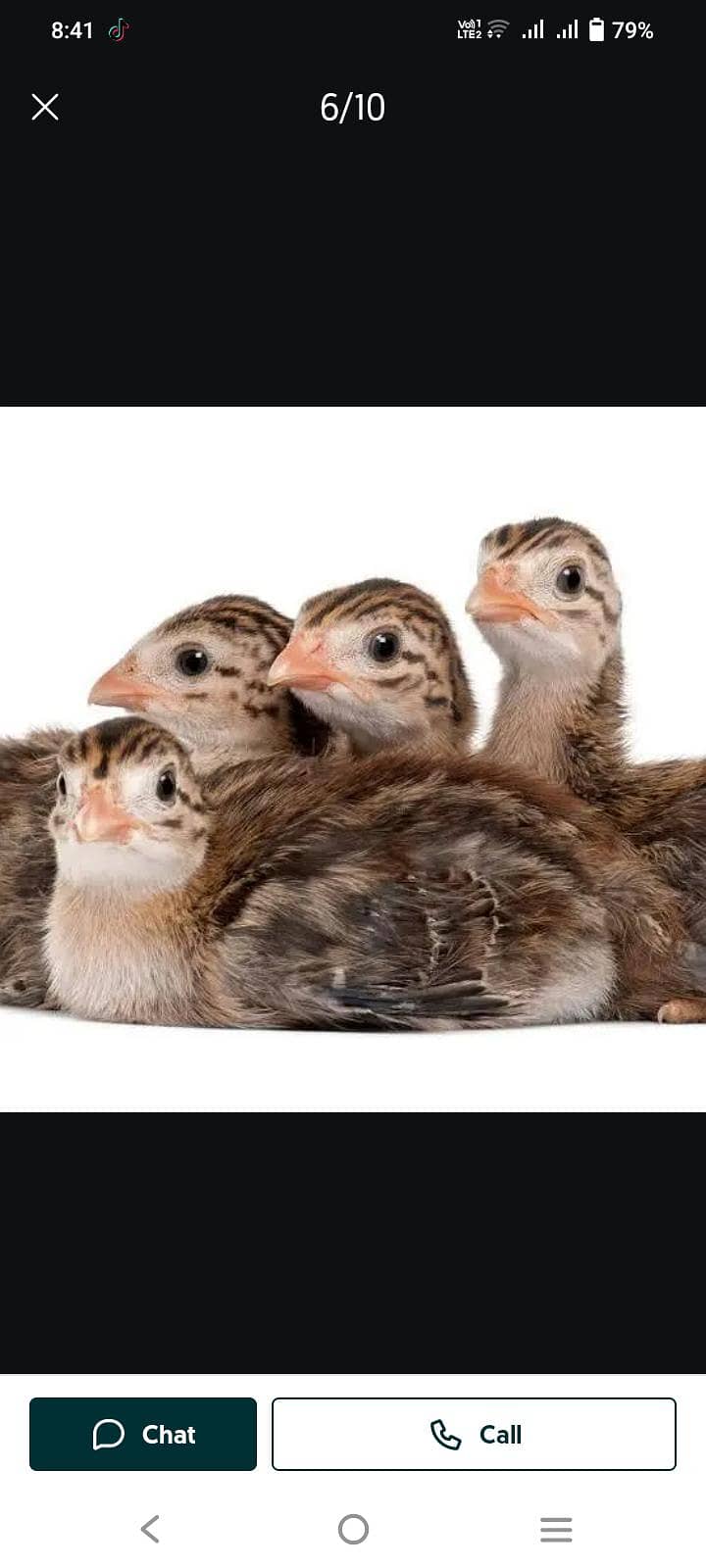 Australorp chiks 2