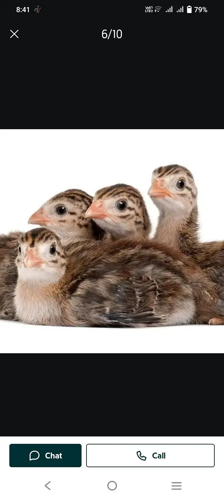 Australorp chiks — photo 3