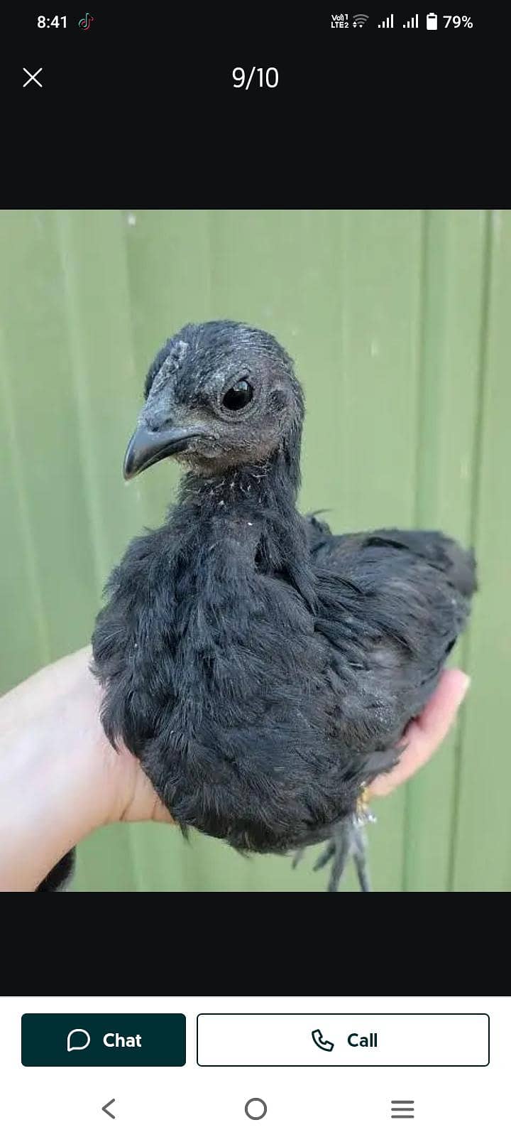 Australorp chiks 3