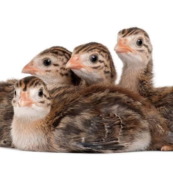Australorp chiks 4