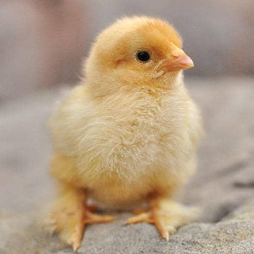 Australorp chiks 6