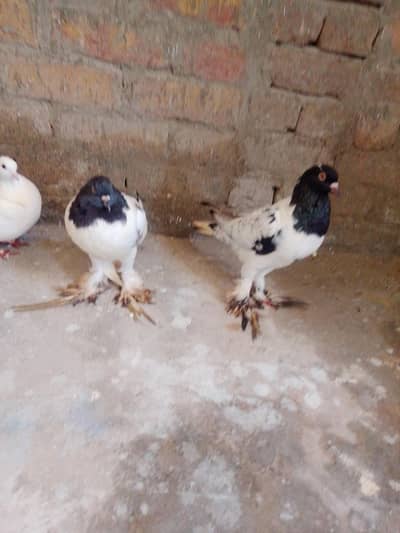 lacka pair gobara female na kab posh femal