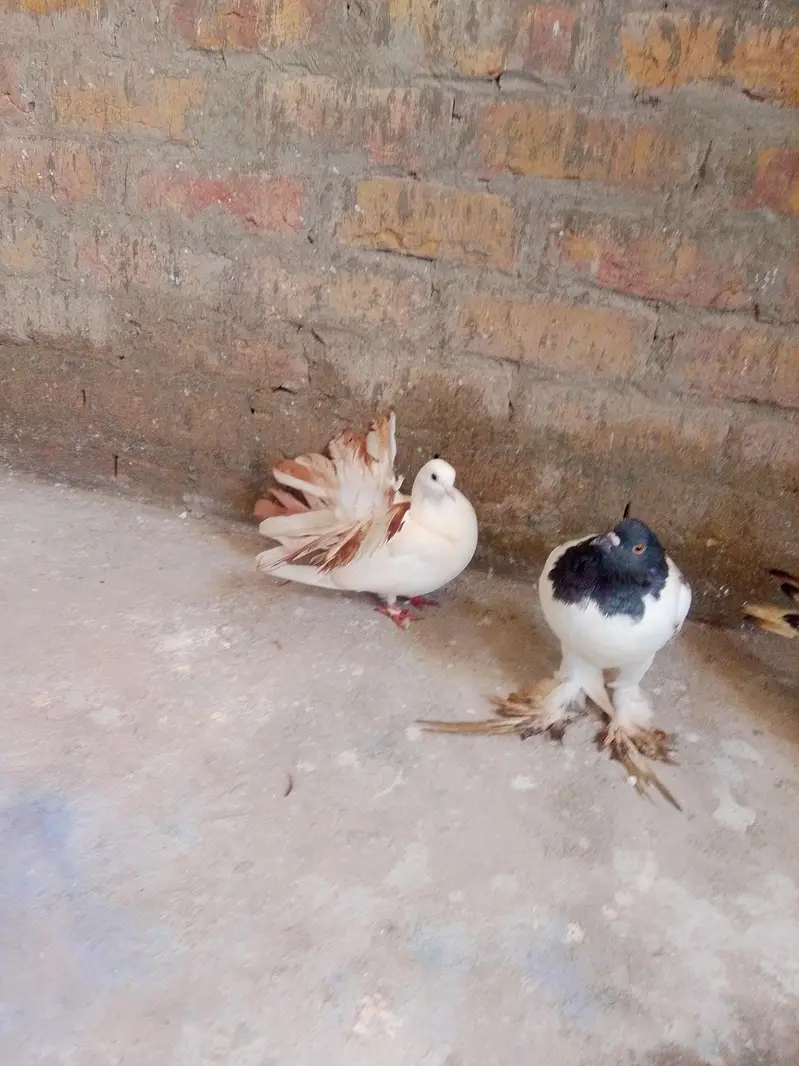 lacka pair gobara female na kab posh femal — photo 2