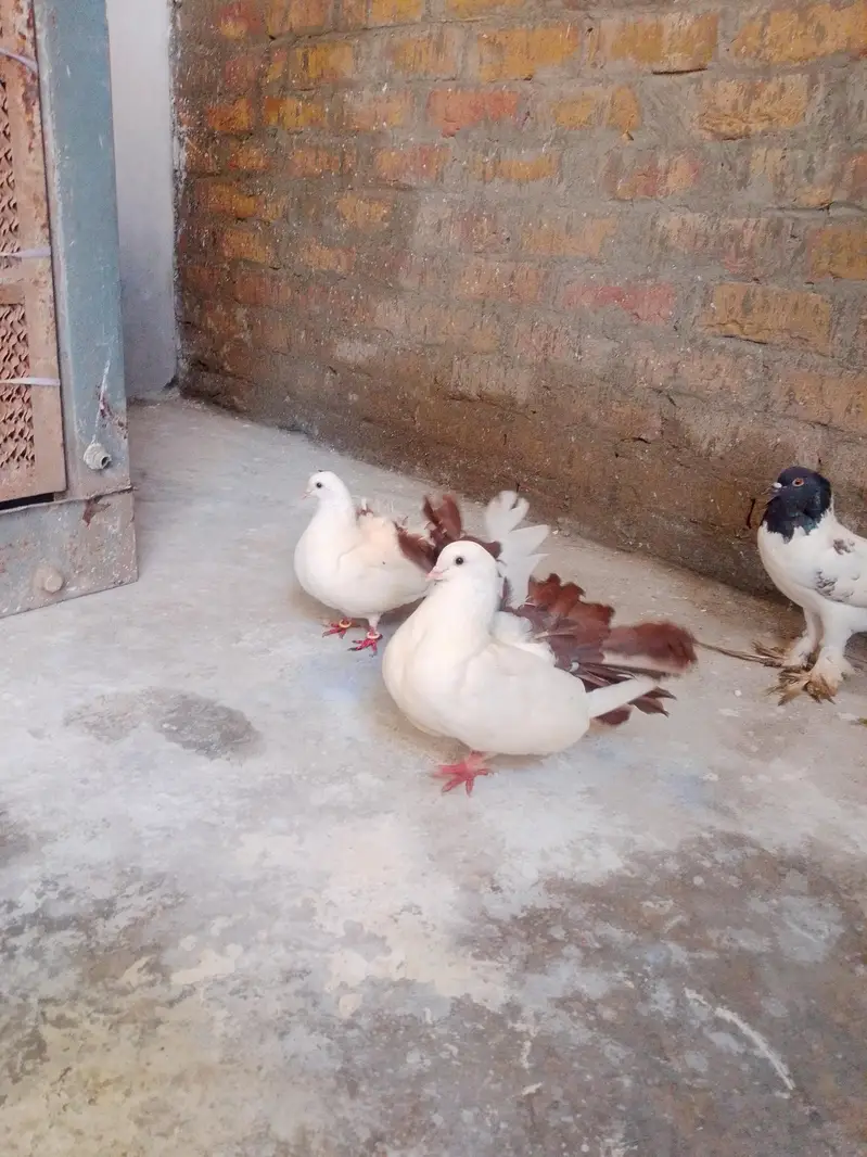 lacka pair gobara female na kab posh femal — photo 3