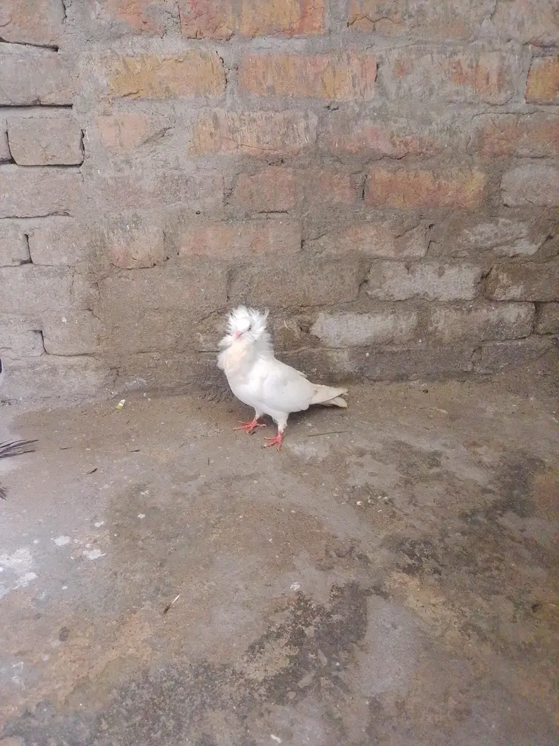 lacka pair gobara female na kab posh femal — photo 4