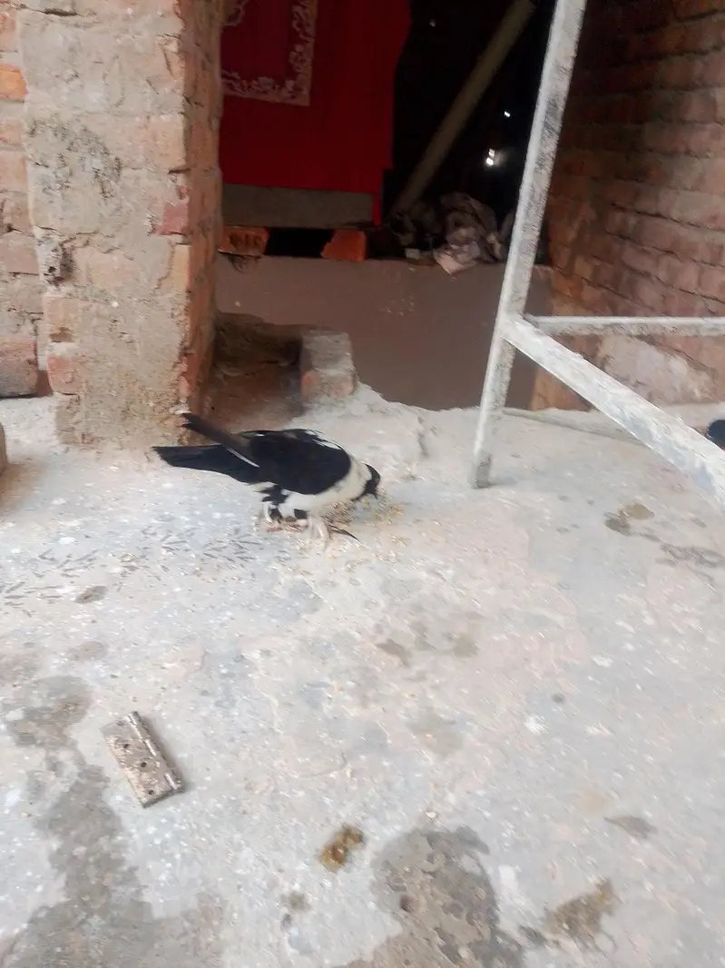 lacka pair gobara female na kab posh femal — photo 5