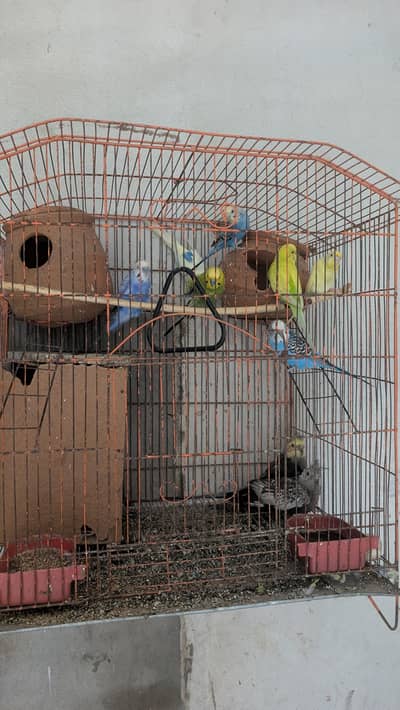 Australian Parrots