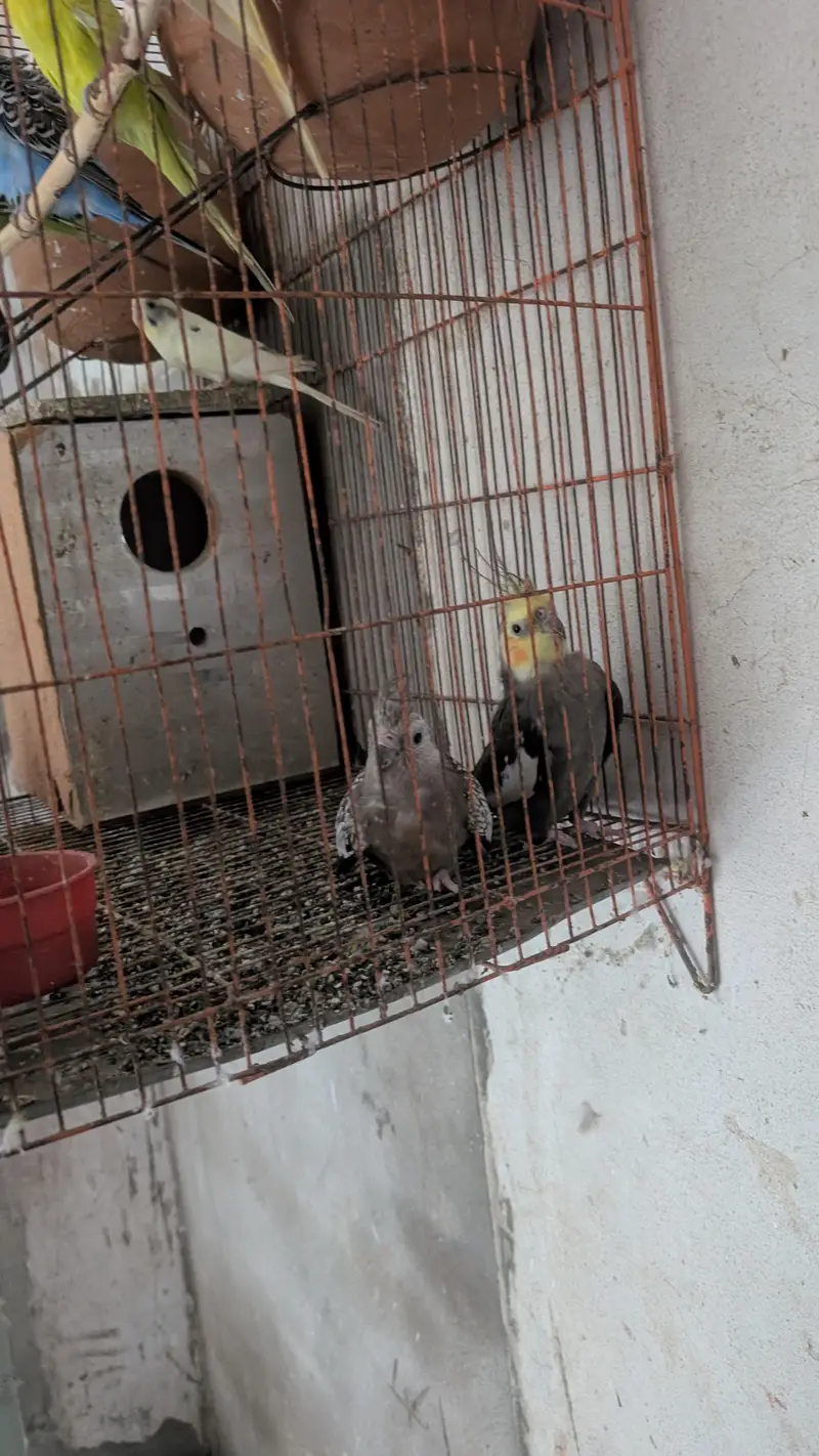 Australian Parrots — photo 2