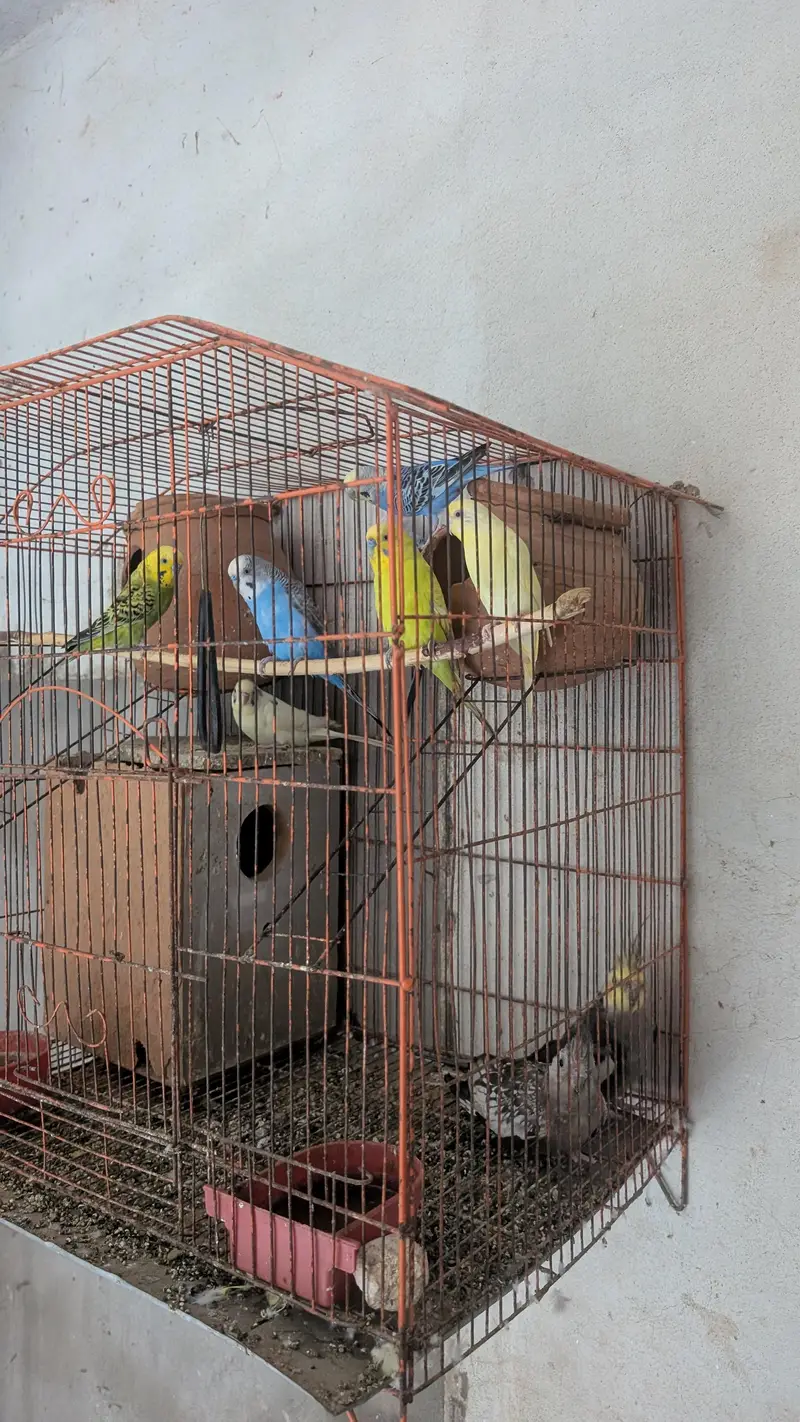 Australian Parrots — photo 3