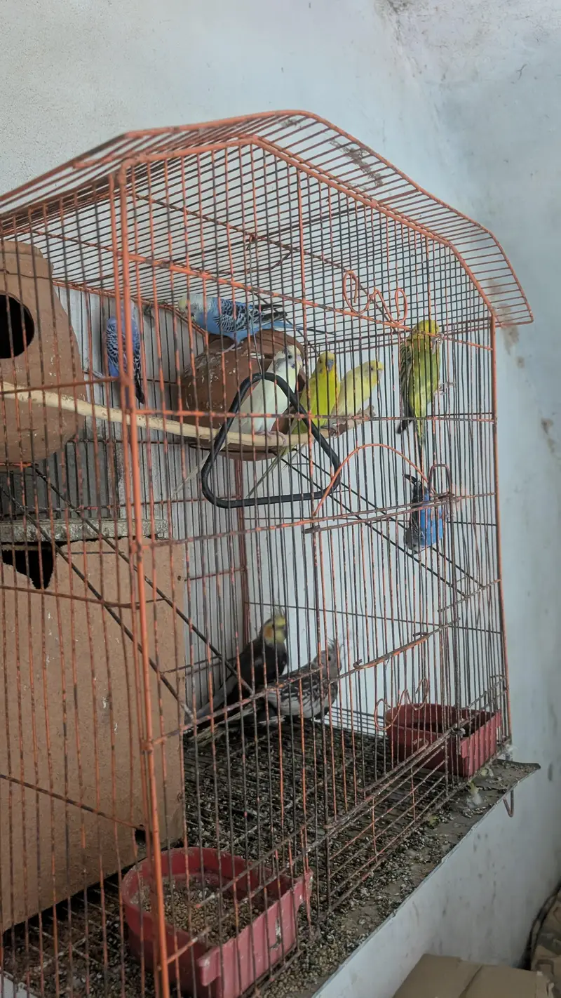 Australian Parrots — photo 4