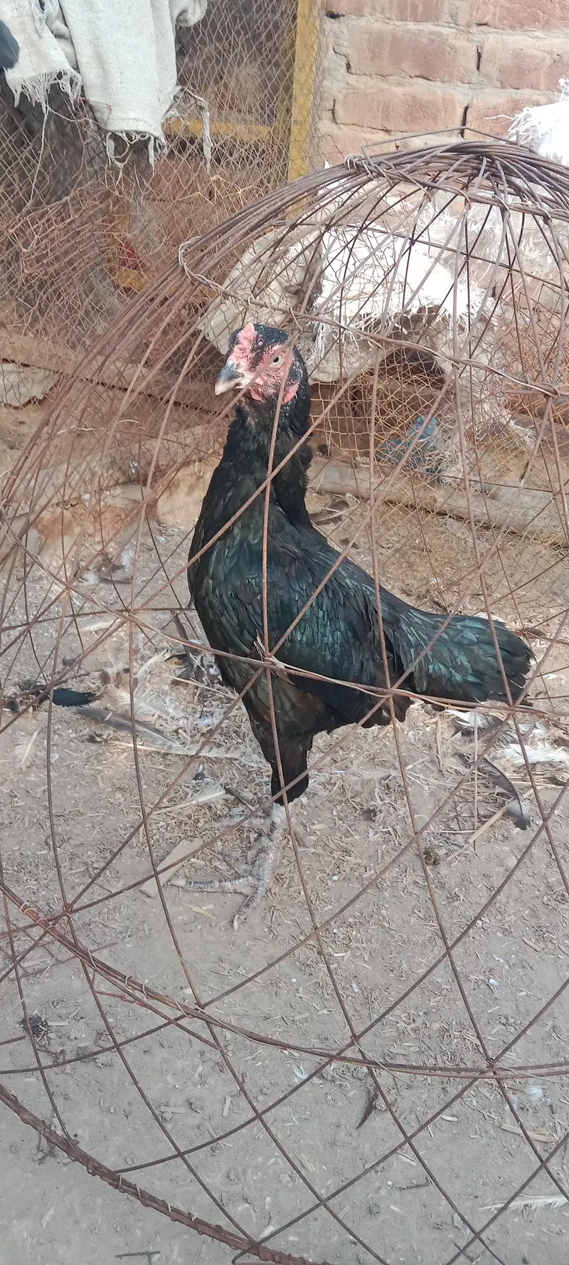 health and active breeder female — photo 8