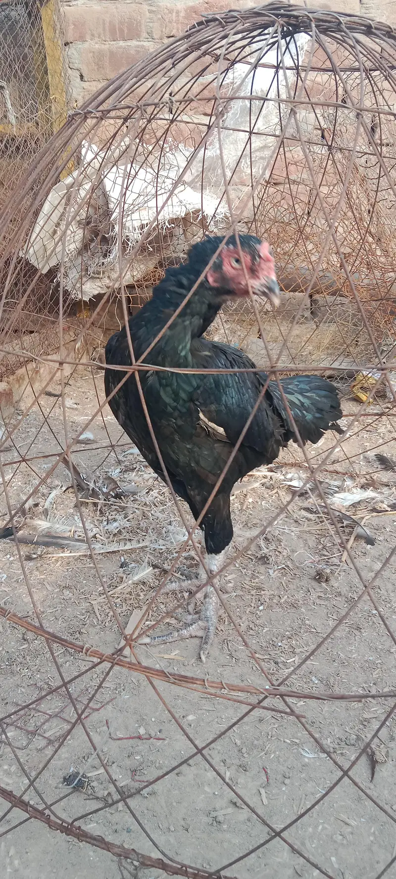 health and active breeder female — photo 9
