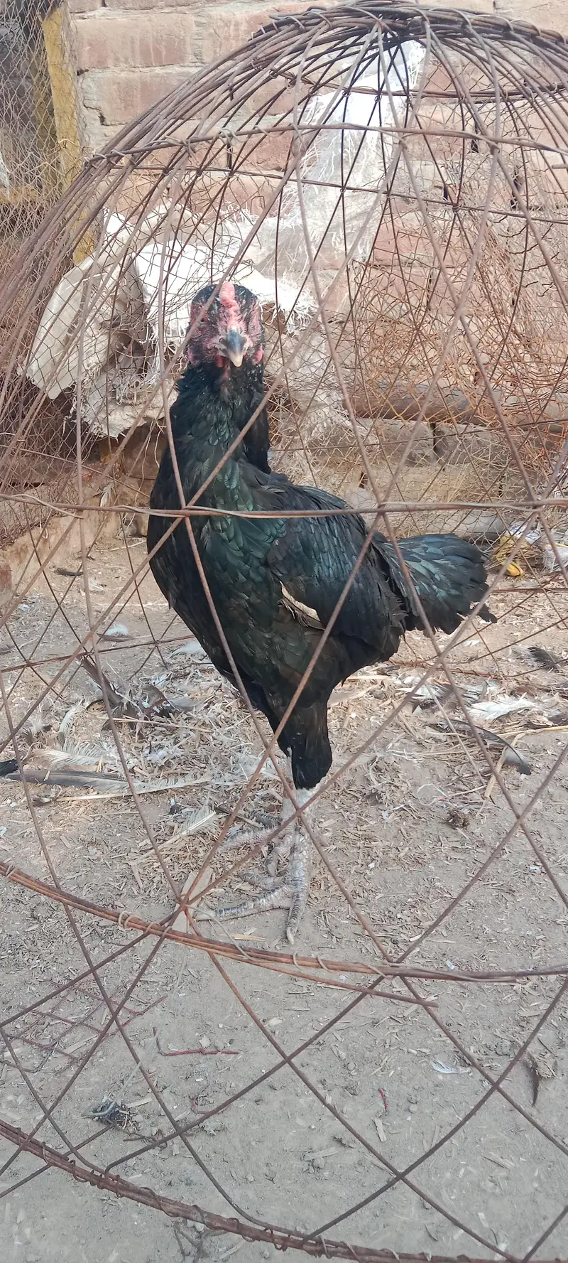 health and active breeder female — photo 10