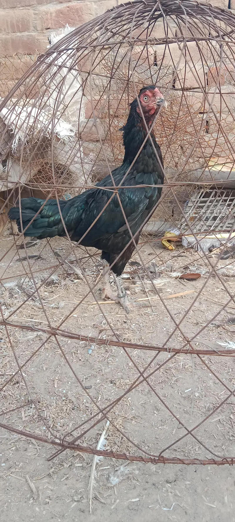 health and active breeder female — photo 11