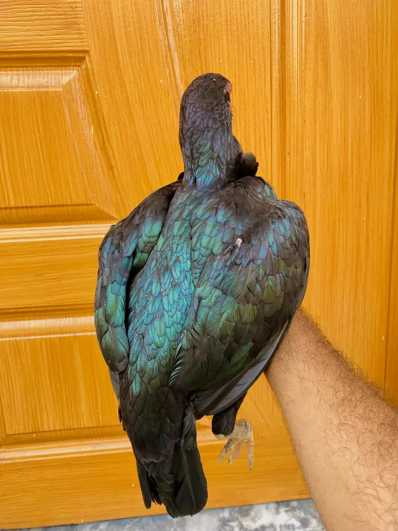 Aseel murgy — photo 2