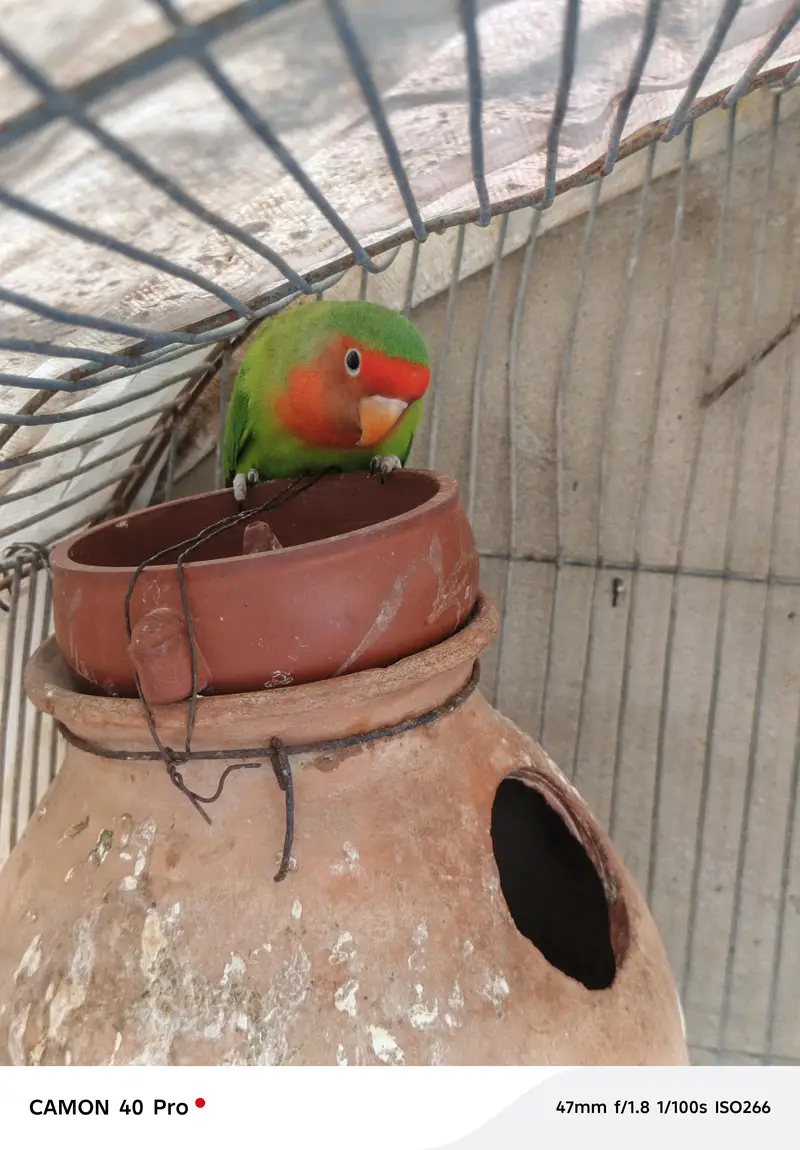 1 yellow red eyes 2 green 1 Grey 1 green red totel 5 — photo 2