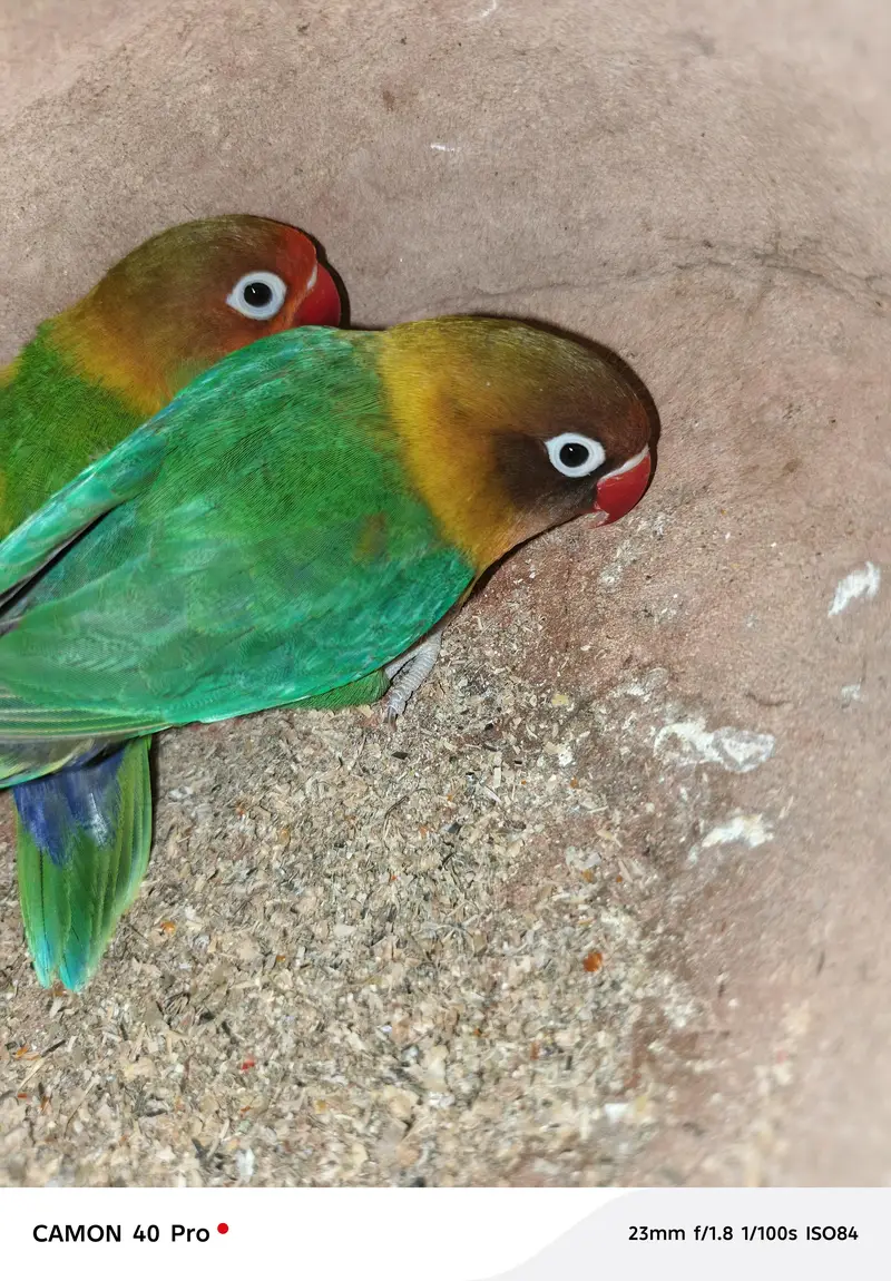 1 yellow red eyes 2 green 1 Grey 1 green red totel 5 — photo 4