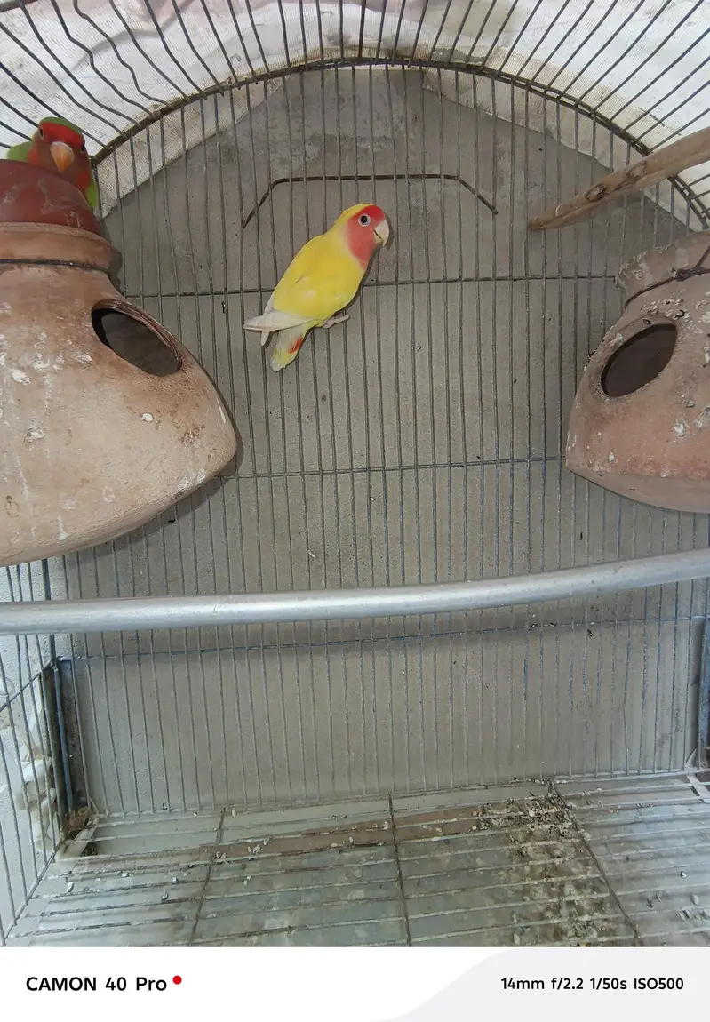 1 yellow red eyes 2 green 1 Grey 1 green red totel 5 — photo 5