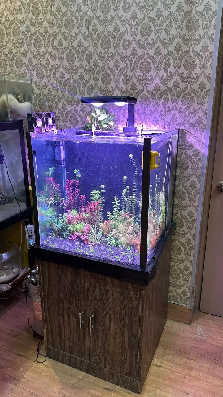 Fish Aquarium with back Sump — photo 2
