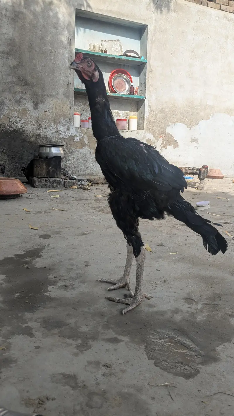 kandhari murga mianwali Wala roob or shamo jasi hieght — photo 2