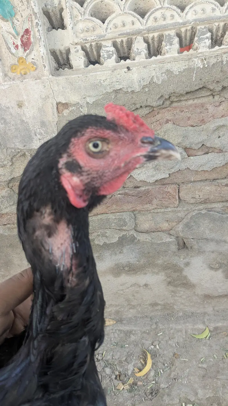 kandhari murga mianwali Wala roob or shamo jasi hieght — photo 3