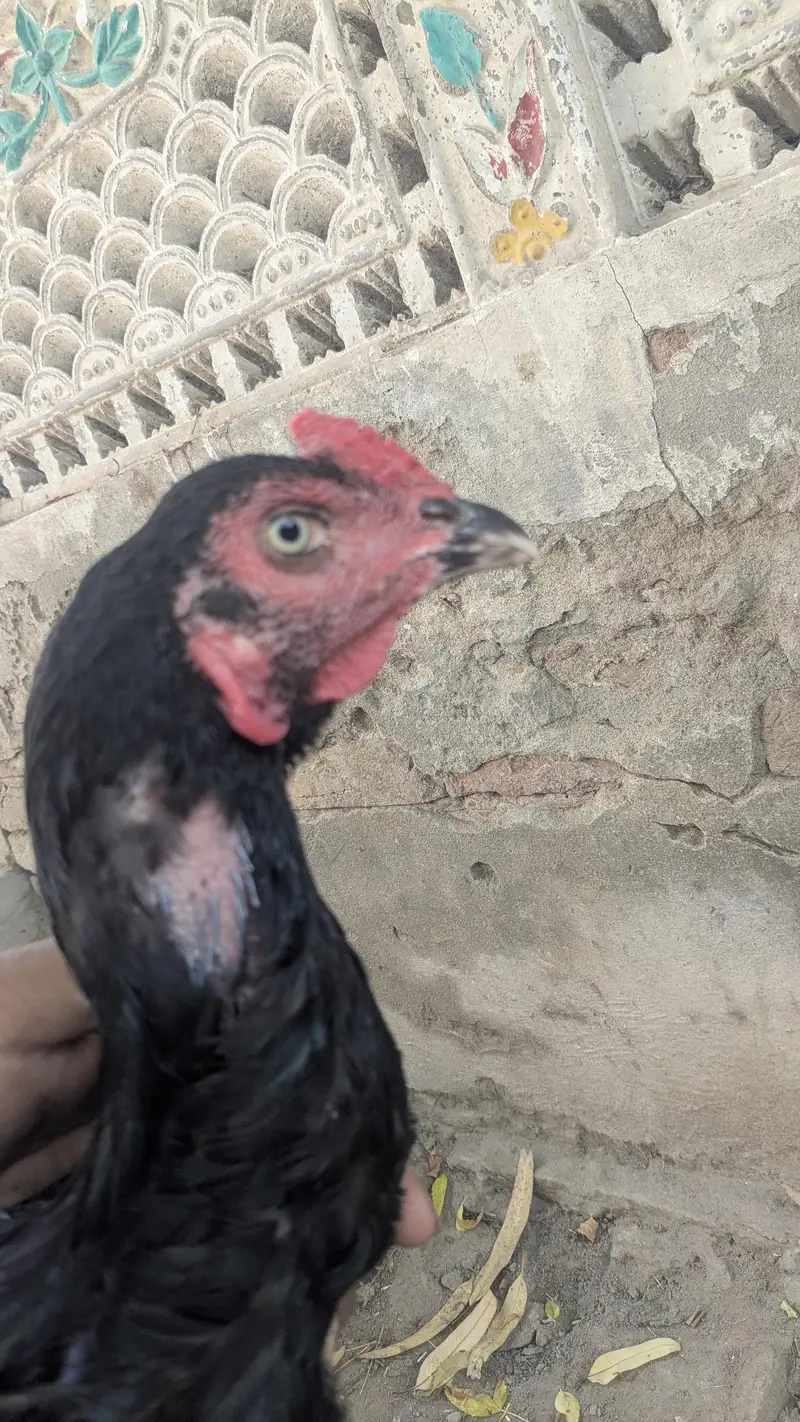 kandhari murga mianwali Wala roob or shamo jasi hieght — photo 4