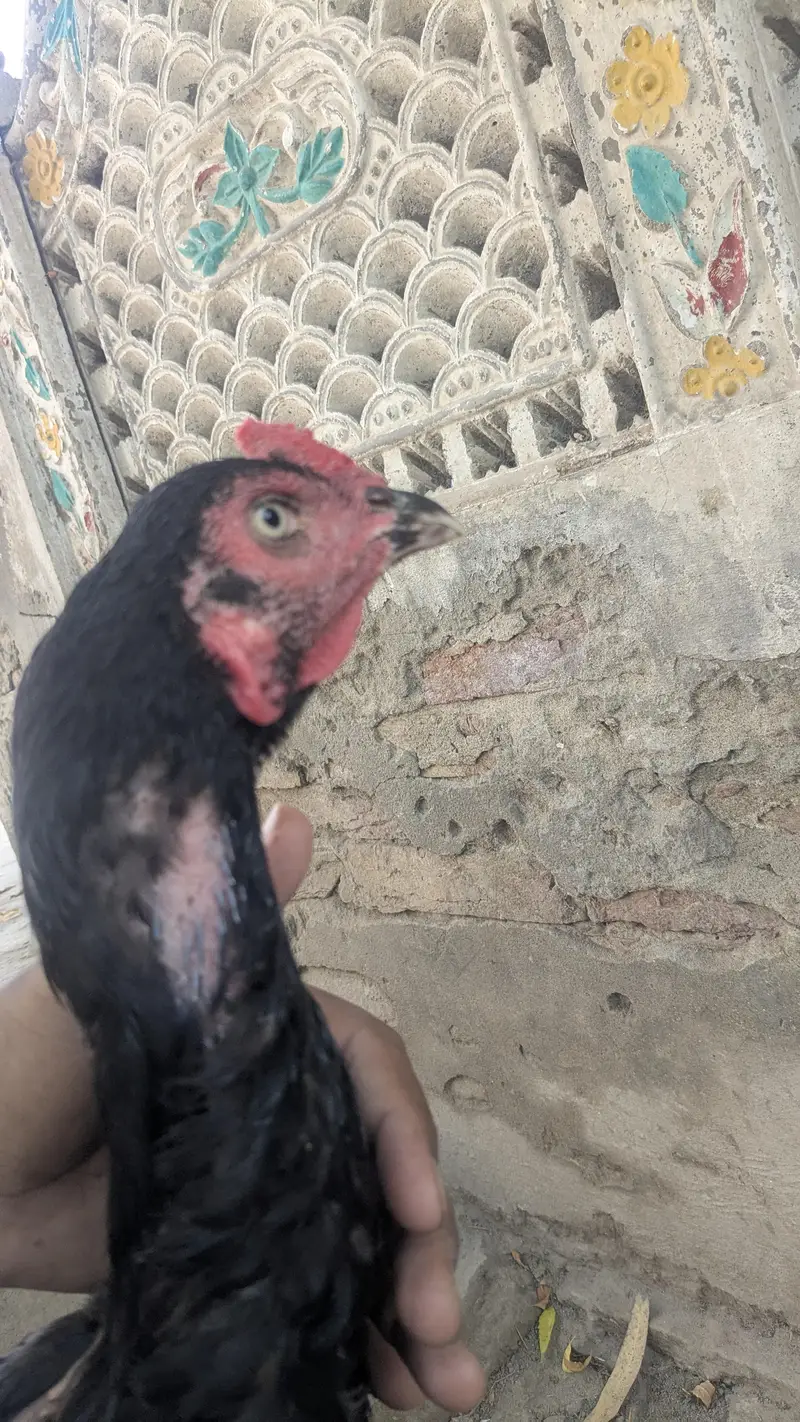 kandhari murga mianwali Wala roob or shamo jasi hieght — photo 5