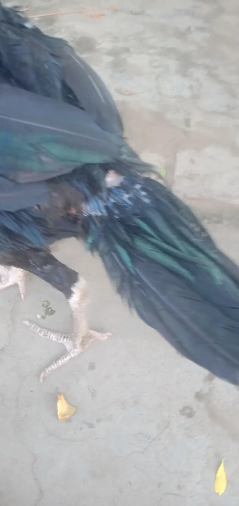 kandhari murga mianwali Wala roob or shamo jasi hieght — photo 6