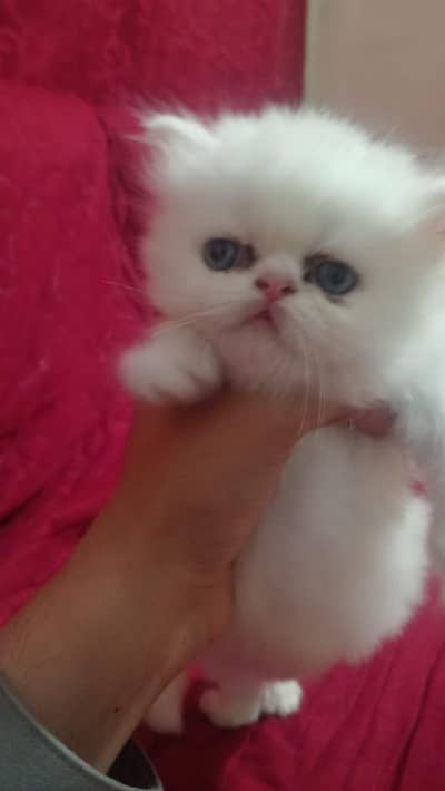near to peki persian male kitten