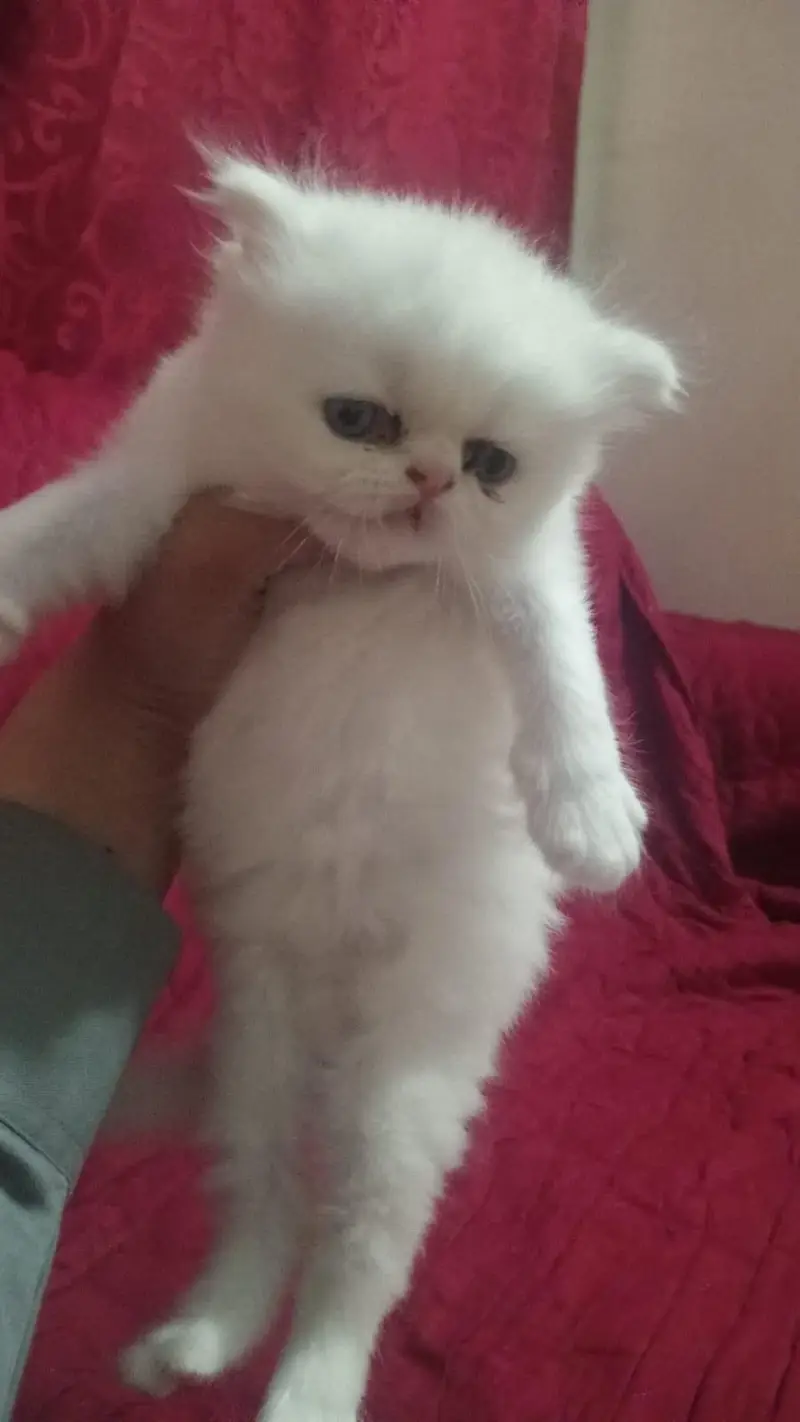 near to peki persian male kitten — photo 2