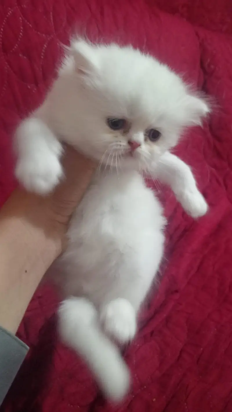 near to peki persian male kitten — photo 3