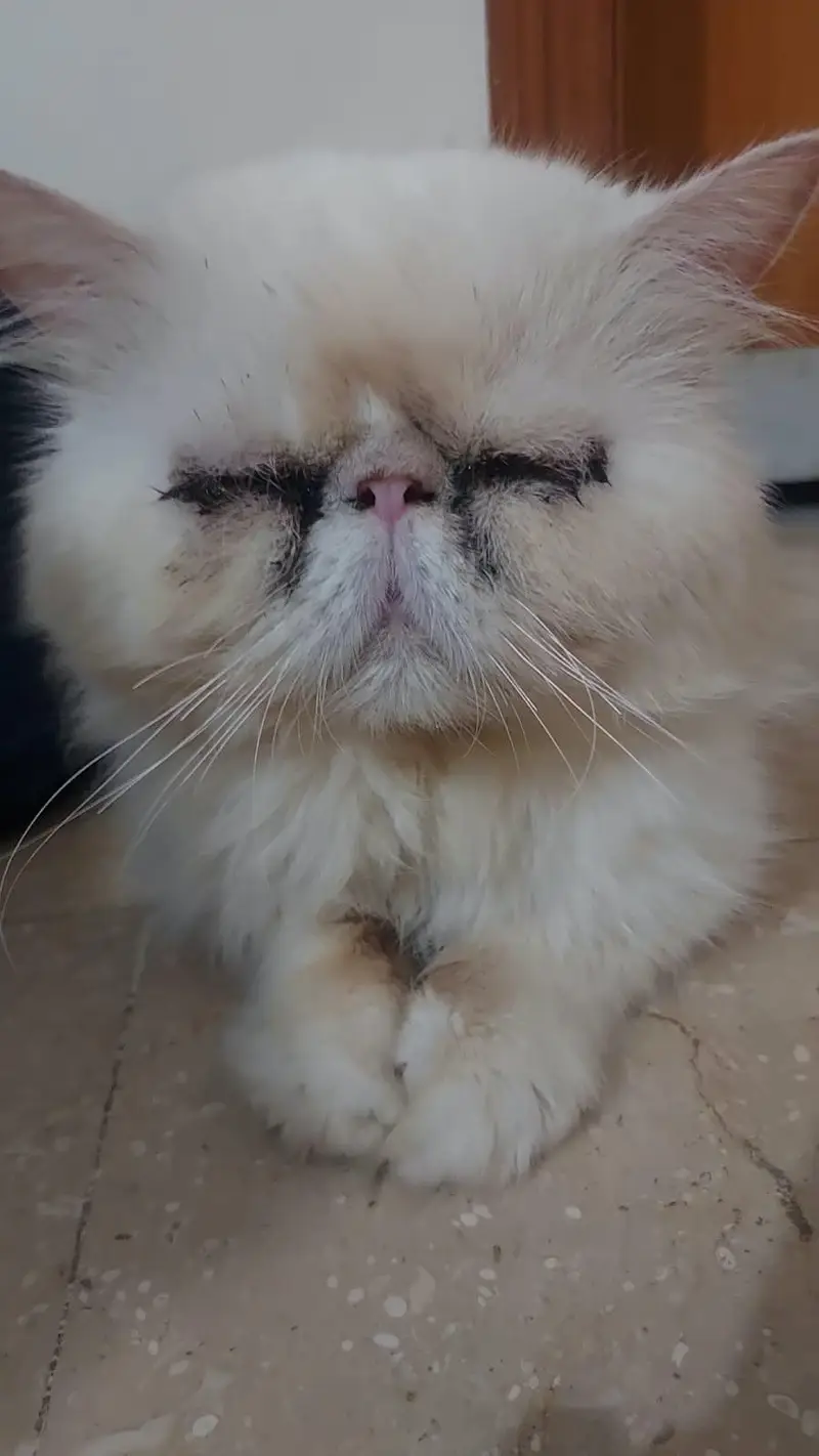 near to peki persian male kitten — photo 4