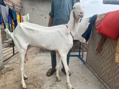 Rajan poor  bakri