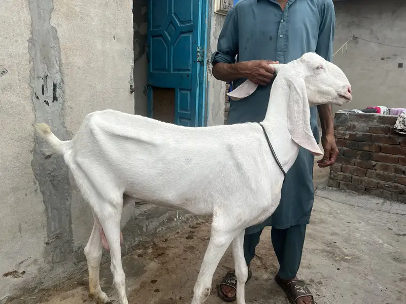 Rajan poor  bakri — photo 2