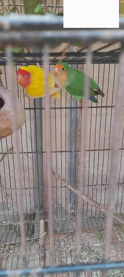sirf bird shoqen ky liye brder pair for sale kumharan wala madni chowk
